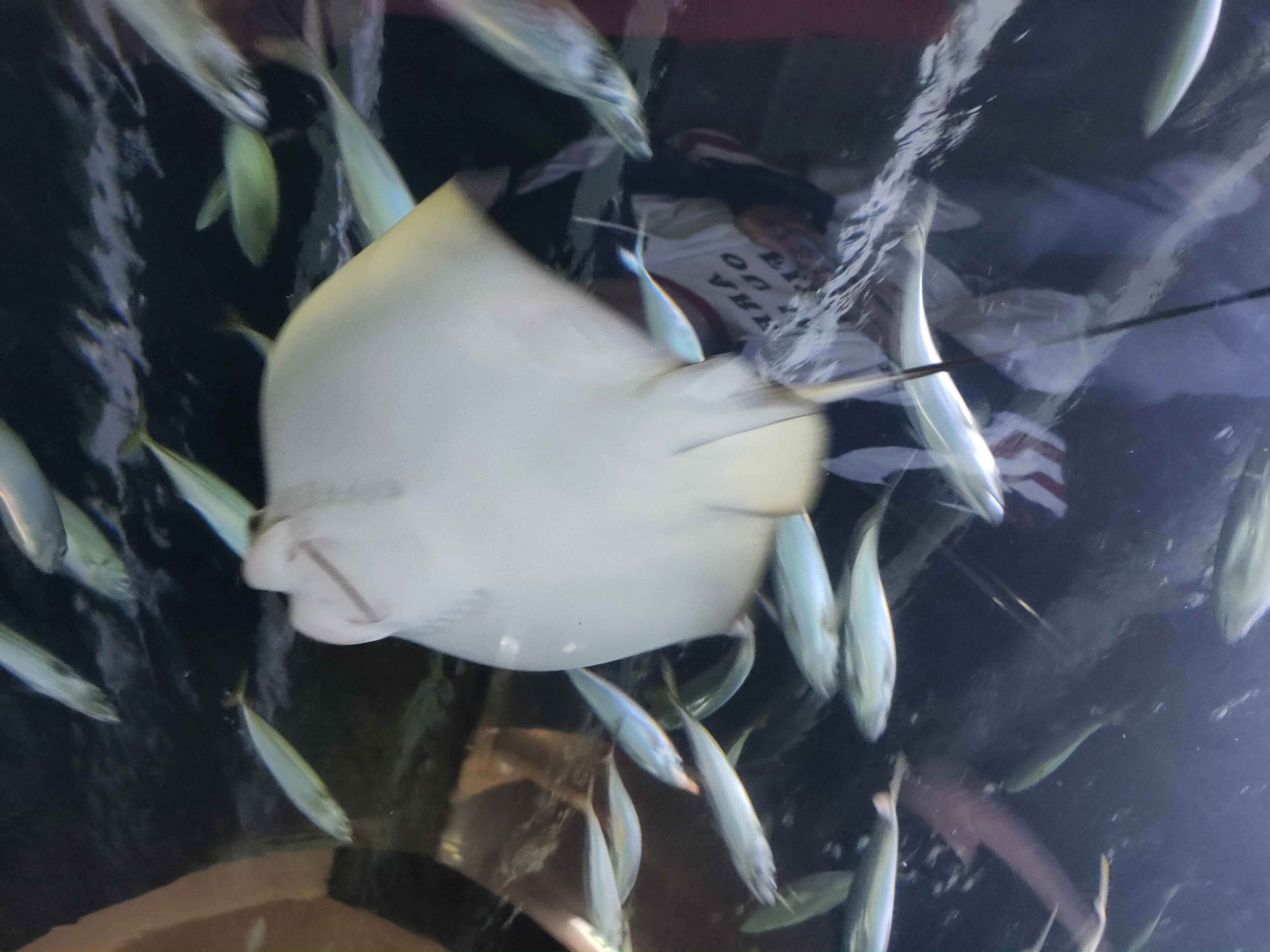 Umgeben von Wasser und Fischen grinst der Rochen