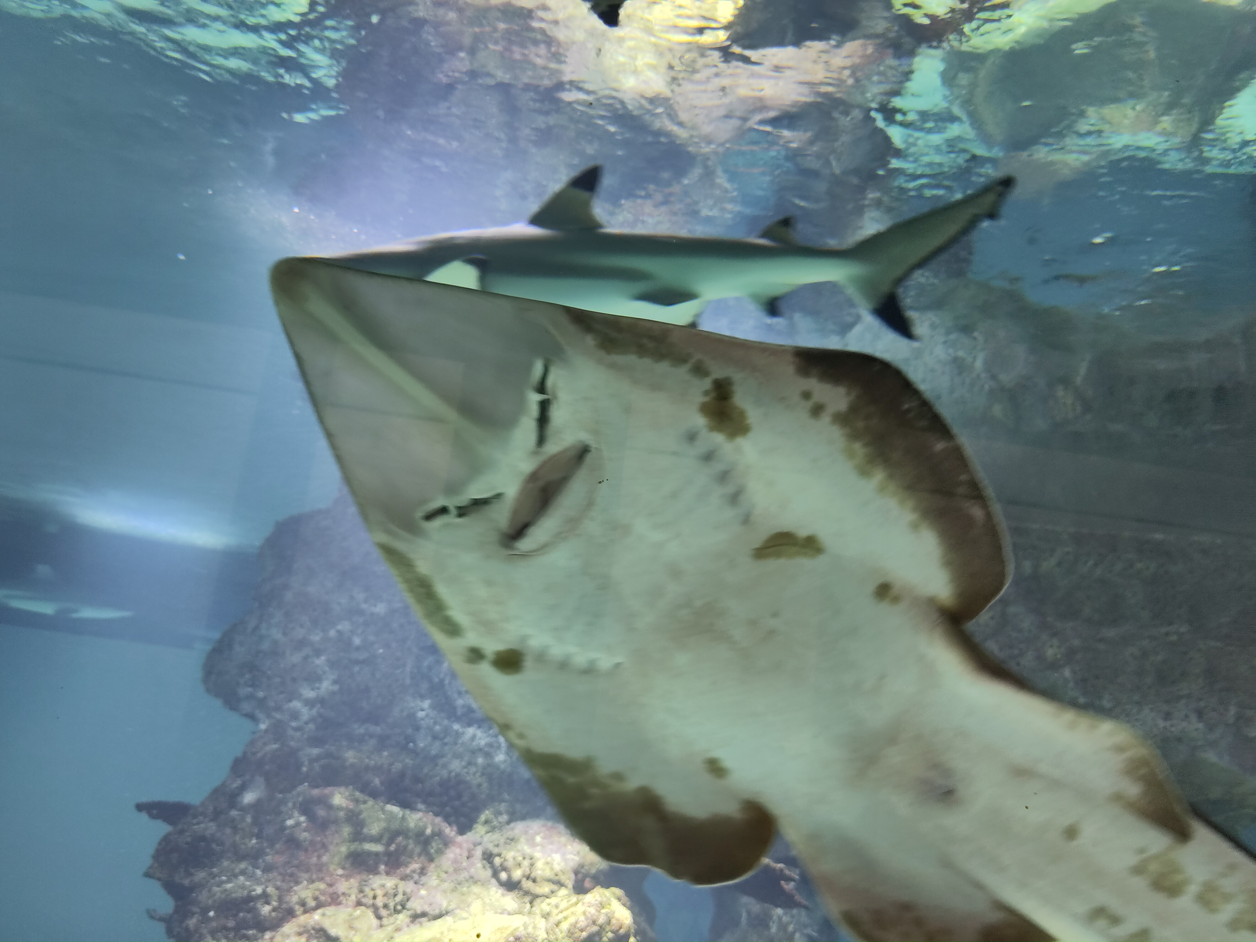 Der Hai hat uns eine Weile begleitet :)