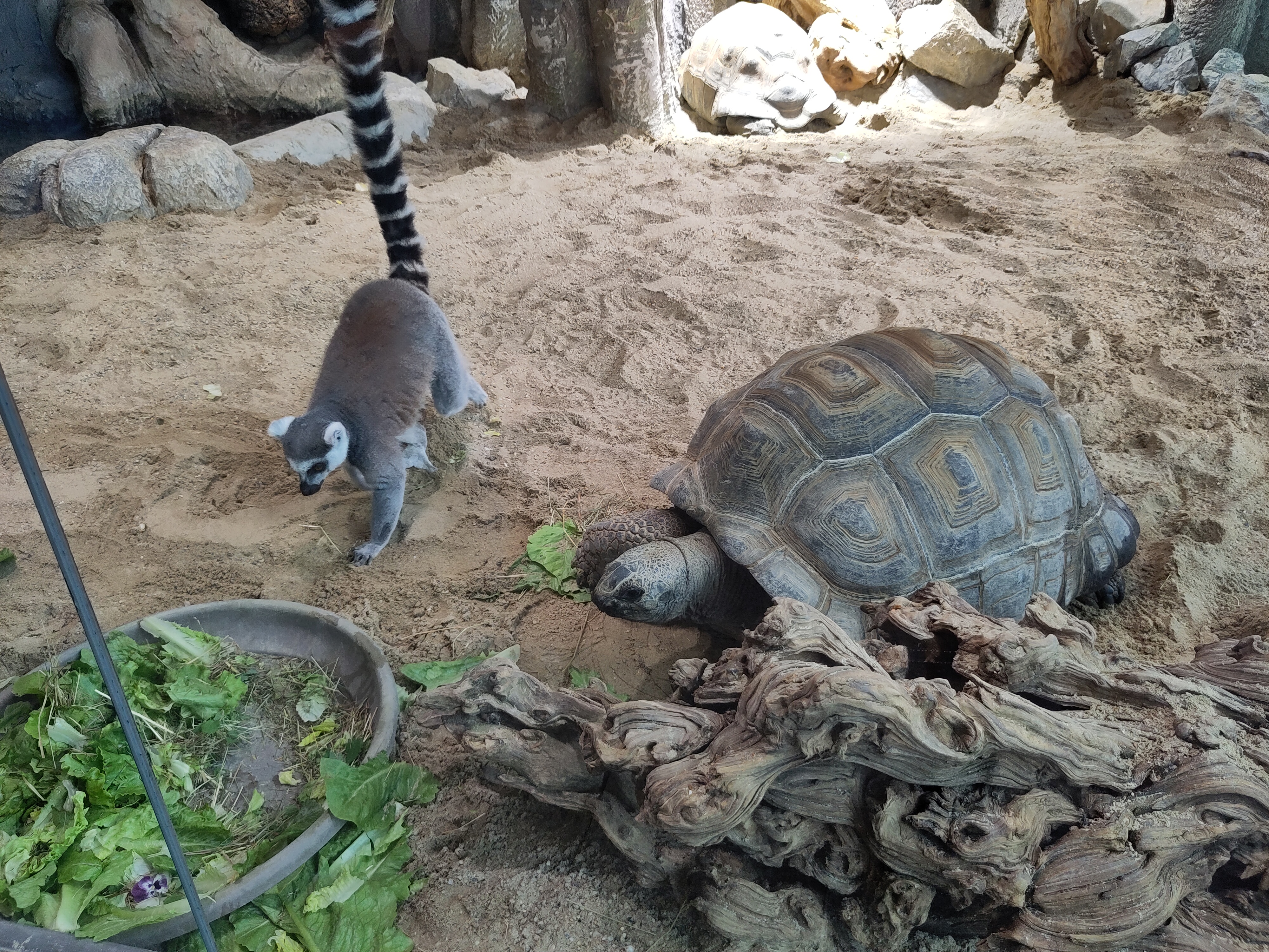 Wettrennen zum Essen